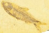 Plate With Two Fossil Fish (Knightia) - Wyoming #369542-2